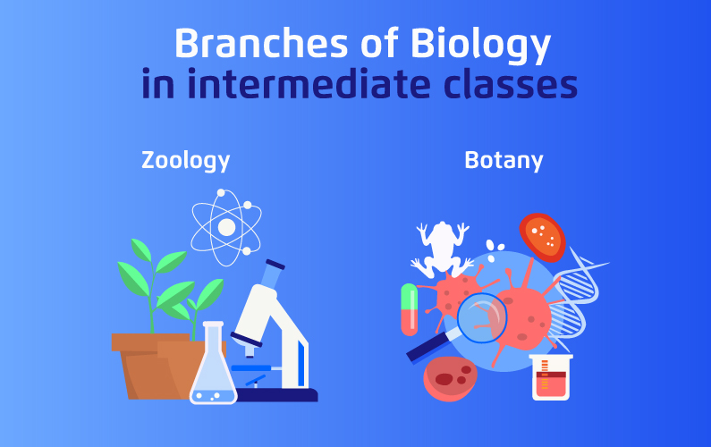 The Branches of Biology in Intermediate Classes
